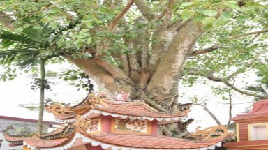 Cây Bồ đề “trời trồng” trên ngôi mộ cổ và cây Bàng 500 tuổi ở Hải Phòng được vinh danh Cây Di sản Việt Nam
