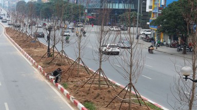Tranh cãi việc trồng phong lá đỏ ở đường phố Hà Nội
