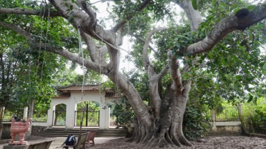     Cây đa bến ngự và huyền tích ông Bõ