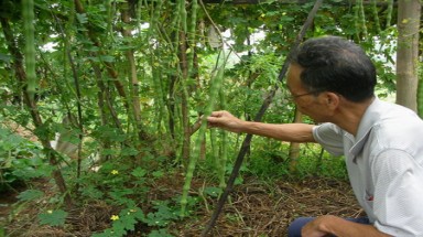  Chùm ngây - cây quý bị lãng quên