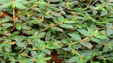  Cỏ sữa trị rối loạn tiêu hóa