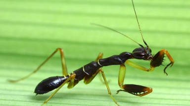 Độc đáo loài côn trùng có hình dáng nửa kiến, nửa bọ ngựa ở Việt Nam
