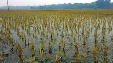 Dân vùng nhiễm mặn Ninh Thuận bức xúc 