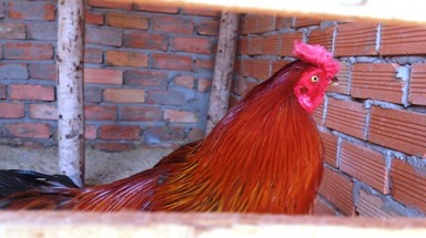  TPHCM:xông vào nhà dân vây bắt, đập đầu gà một cách khó hiểu