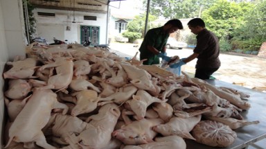    TP.HCM: Hơn 220 con heo sữa lậu bị "tóm gáy"  