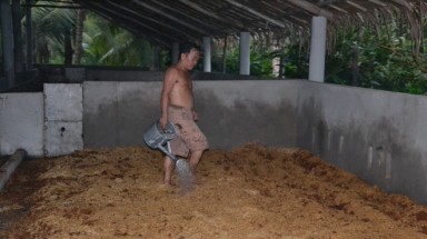  Nuôi heo... không tắm
