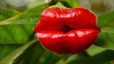  Phát hiện mới về thính giác các loài hoa