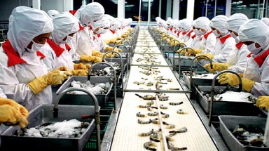 Tâm thư gửi Bộ trưởng Cao Đức Phát kêu cứu cho... tôm