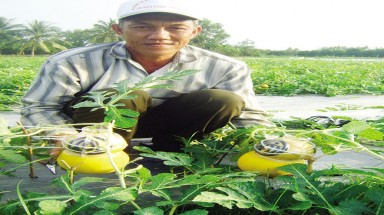  Lo ngay ngáy canh chừng "hàng độc”