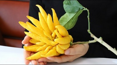 Phật thủ - quả tâm linh vị thuốc