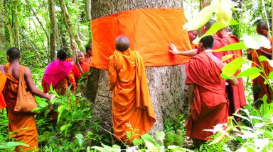  Quy y cho cây - hướng tâm trân trọng môi trường