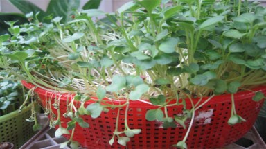 Tiềm ẩn nguy cơ từ rau mầm