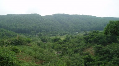     Quảng Trị: Một trưởng phòng bán rẻ gần 1.000ha rừng
