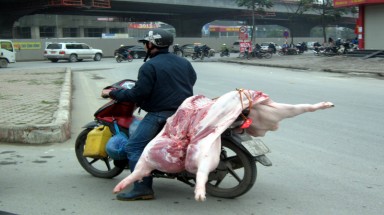  Du khách tò mò lợn... khỏa thân trên phố Hà Nội