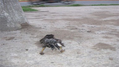  Hy hữu một chú chim sáo làm tê liệt cả hệ thống cáp quang