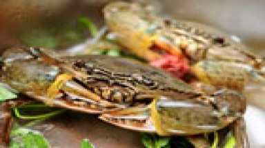  Thương lái Trung Quốc giả danh du khách mua cua biển