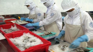 Tôm Việt Nam tiếp tục bị kiện ở Mỹ
