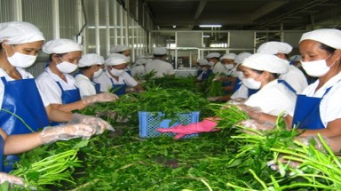  Triển khai mô hình “Chuỗi thực phẩm an toàn”