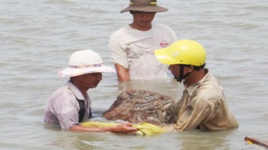  Tôm Việt Nam không được trợ giá