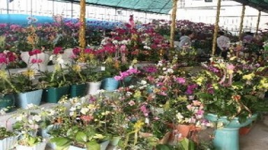  Giáp Tết, nhiều loại hoa cùng cây cảnh vẫn "ế ẩm"