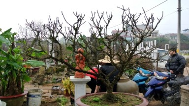 Sẵn sàng trả 65 triệu một chậu lan, 70 triệu một gốc đào