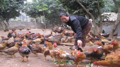 Hà Nội đặt hàng 5 triệu con gà đồi Yên Thế 