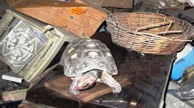 Rùa vẫn sống bình thường sau 30 năm mắc kẹt trong kho