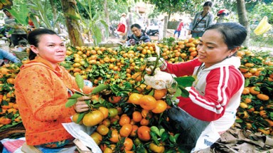 Năm nay trái cây nội  “qua mặt” trái cây ngoại nhập
