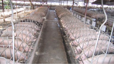  Dự án chăn nuôi lợn ở Bình Thuận gây ô nhiễm môi trường 