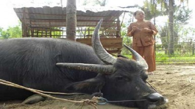    Kỳ quặc chuyện vái lạy "trâu 3 sừng ” ở miền Tây