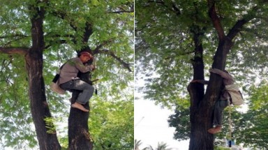   Xót xa với hình ảnh ông lão trèo me ở Sài Gòn 