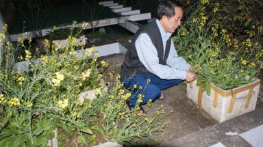  Dân Hà Nội tự trồng rau nuôi gà vì lo sợ đồ bẩn