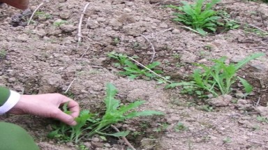  Lạng Sơn: Vườn nhà bị trồng trộm gần... 9.000 cây thuốc phiện