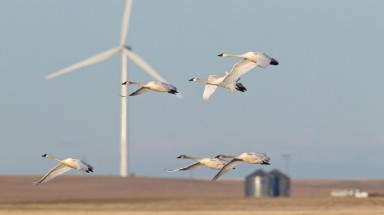  Hệ thống camera ngăn cánh turbine gió đập trúng chim