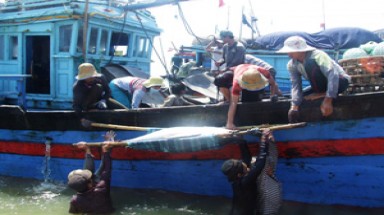  Ngư dân Phú Yên trúng đậm cá ngừ