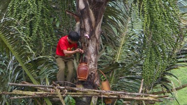  Loài cây trực tiếp cho rượu "vạn người mê"