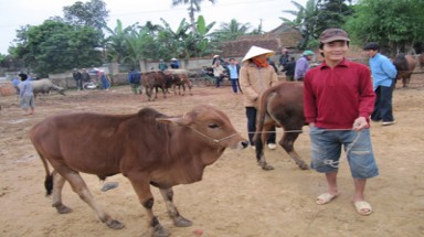  Độc đáo chợ trâu bò nơi dòng Lam
