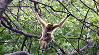  Người dân được phép nuôi động vật rừng