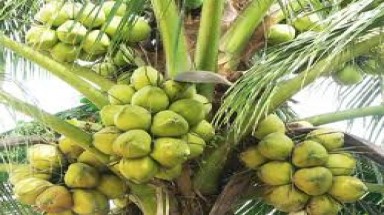  Festival Dừa lần thứ 3 tổ chức cấp quốc gia