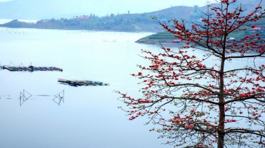 Hoa gạo nở sớm trên miền Tây Bắc