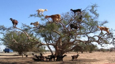  Dê leo cây ở Sahara