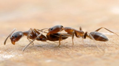  Sự lợi hại của kiến