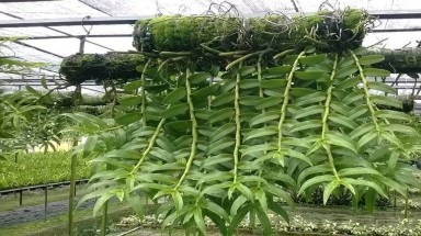  Lan xanh tốt mà không ra hoa, do đâu?