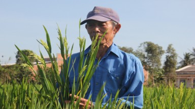 Nguy hiểm nếu trồng lúa biến đổi gene