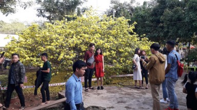  Hàng ngàn người đến thưởng lãm cây mai "khủng" ở Đồng Nai