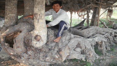  Gốc cây lạ có hình quái thú 