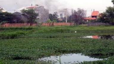  Cẩn thận với rau nhiễm chì