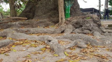  Chuyện ly kỳ quanh cây dầu rái trên 300 năm tuổi ở An Giang 