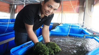   Triệu phú rong nho Khánh Hoà