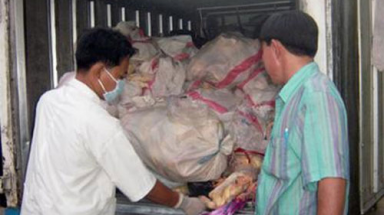  Phát hiện gần 600kg thịt gà thối gây ô nhiễm ở Đồng Nai 